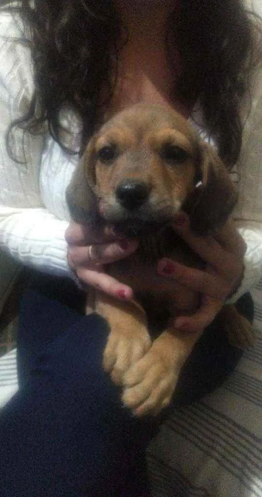Cachorro raça Mistura  idade 2 a 6 meses nome Filhote