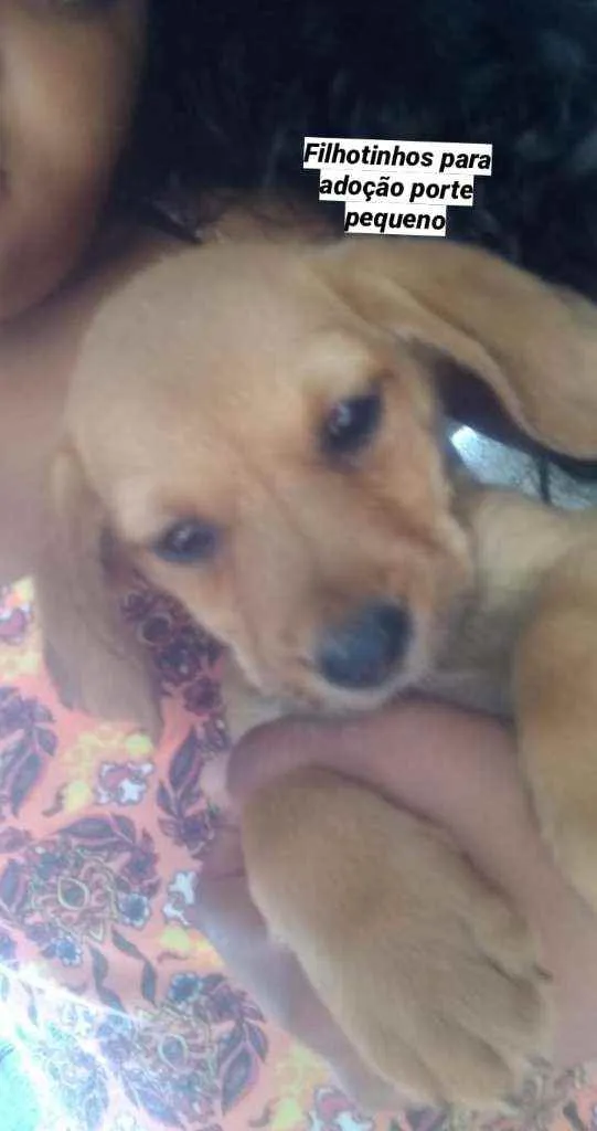 Cachorro raça Mistura  idade 2 a 6 meses nome Filhote