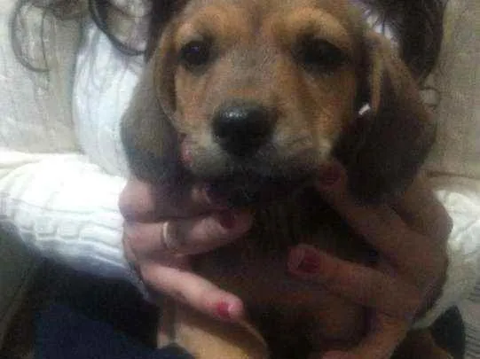 Cachorro raça Mistura  idade 2 a 6 meses nome Filhote
