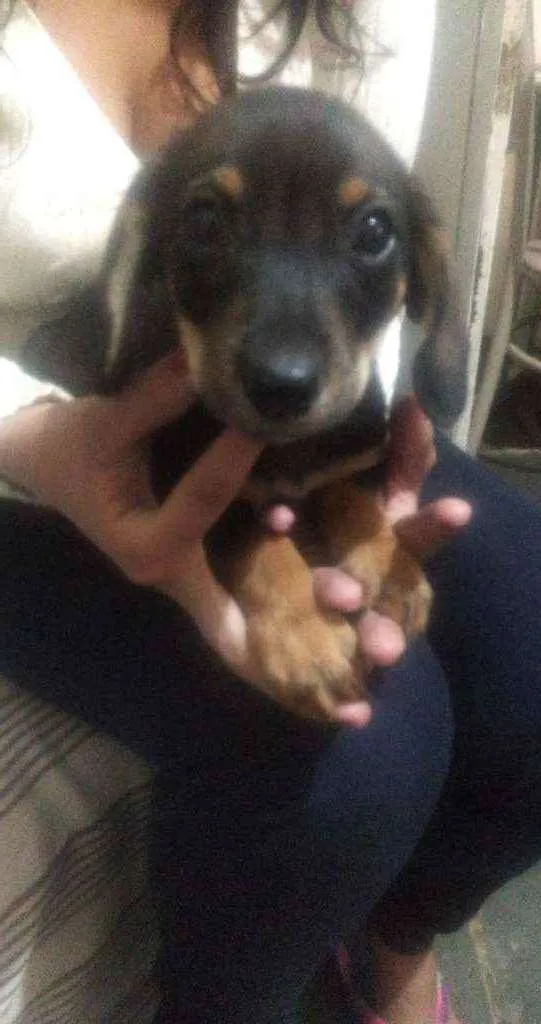 Cachorro raça Mistura  idade 2 a 6 meses nome Filhote