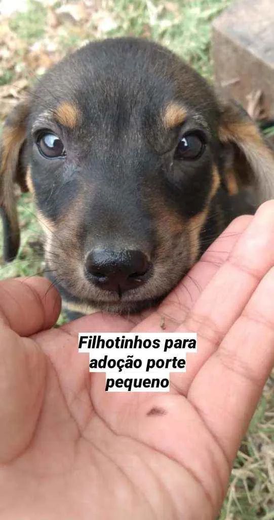 Cachorro raça Mistura  idade 2 a 6 meses nome Filhote