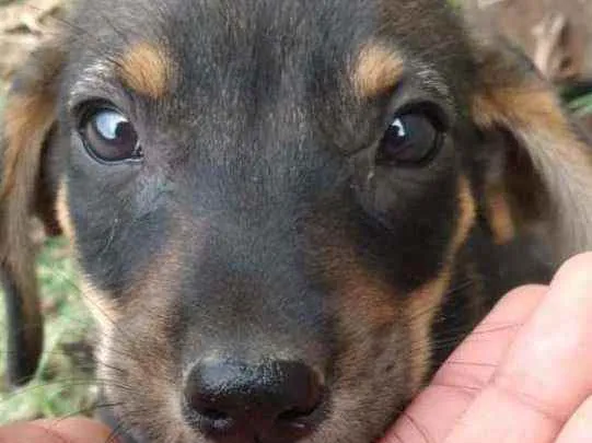 Cachorro raça Mistura  idade 2 a 6 meses nome Filhote