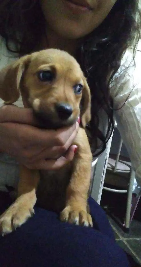 Cachorro raça Mistura  idade 2 a 6 meses nome Filhote