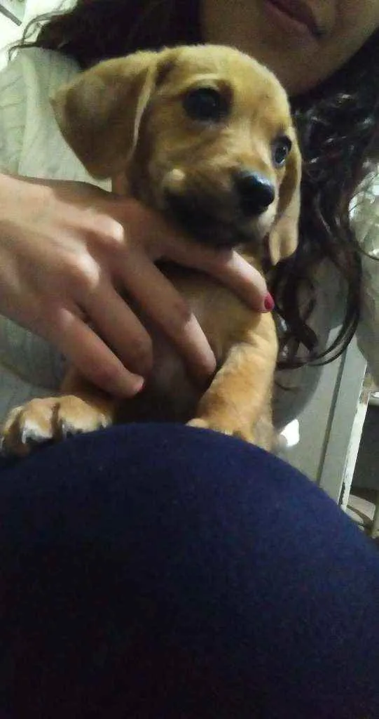 Cachorro raça Mistura  idade 2 a 6 meses nome Filhote
