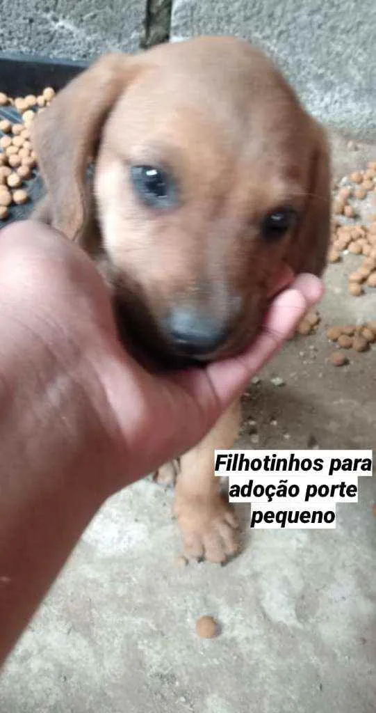 Cachorro raça Mistura  idade 2 a 6 meses nome Filhote