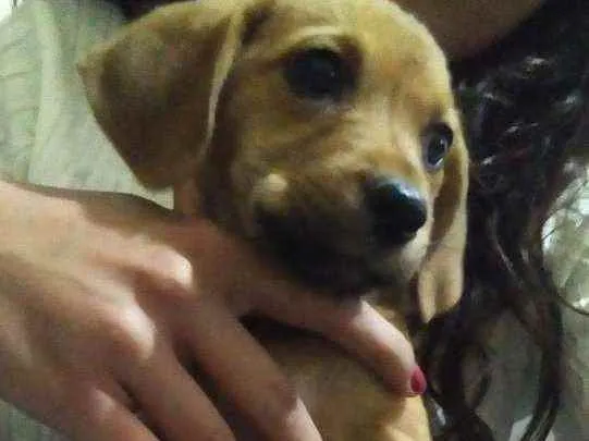 Cachorro raça Mistura  idade 2 a 6 meses nome Filhote