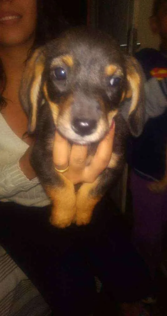 Cachorro raça Mistura  idade 2 a 6 meses nome Filhote