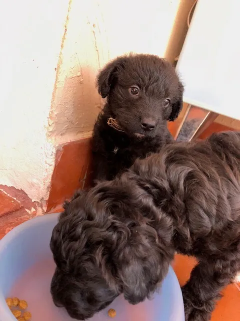 Cachorro ra a VIRA LATA idade Abaixo de 2 meses nome Crespinho