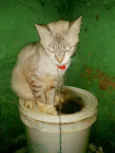 Xodó 