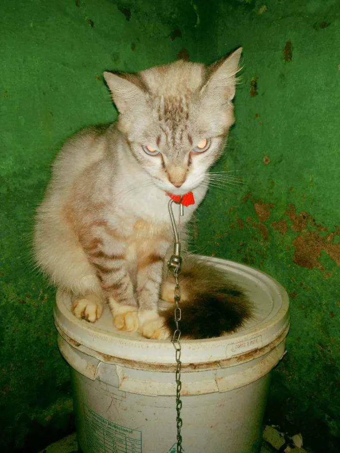 Gato raça Ciames idade 1 ano nome Xodó 