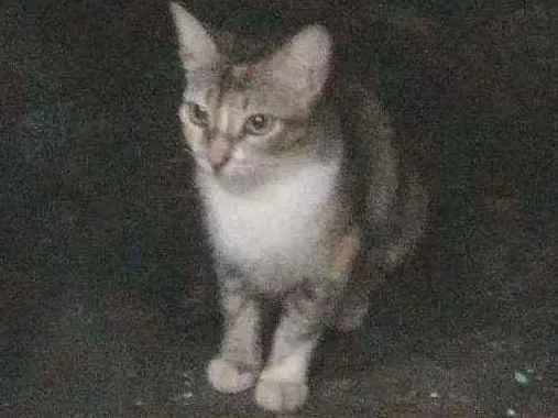 Gato ra a idade 2 a 6 meses nome zeus
