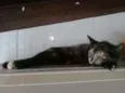 Princesa