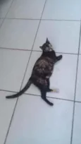 Princesa