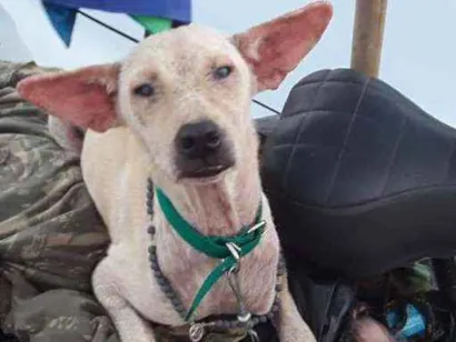Cachorro raça Vira lata idade 1 ano nome Princesa