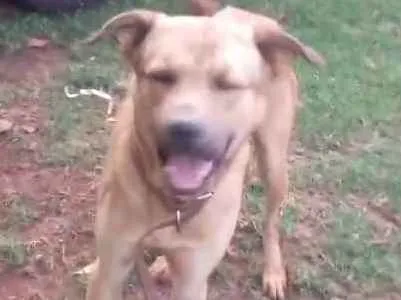 Cachorro ra a Pastor alemão com alkbach idade 2 anos nome Akiles