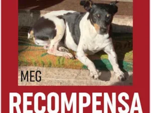 Cachorro raça Fox paulistinha  idade 6 ou mais anos nome Meg