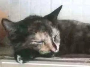 Gato raça  idade 2 anos nome Princesa