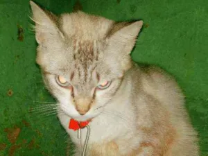Gato raça Ciames idade 1 ano nome Xodó 