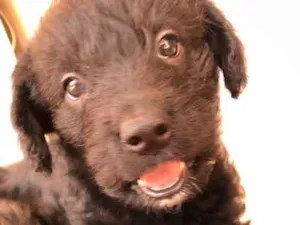 Cachorro raça VIRA LATA idade Abaixo de 2 meses nome LISINHO