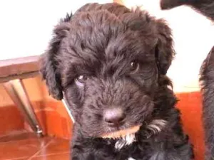Cachorro raça VIRA LATA idade Abaixo de 2 meses nome Crespinho