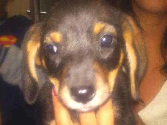 Cachorro raça Mistura  idade 2 a 6 meses nome Filhote