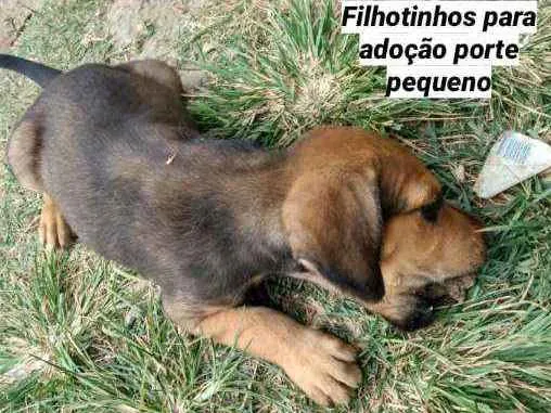 Cachorro raça Mistura  idade 2 a 6 meses nome Filhote