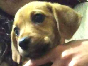 Cachorro raça Mistura  idade 2 a 6 meses nome Filhote