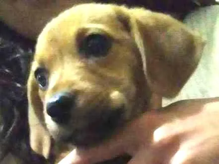 Cachorro raça Mistura  idade 2 a 6 meses nome Filhote