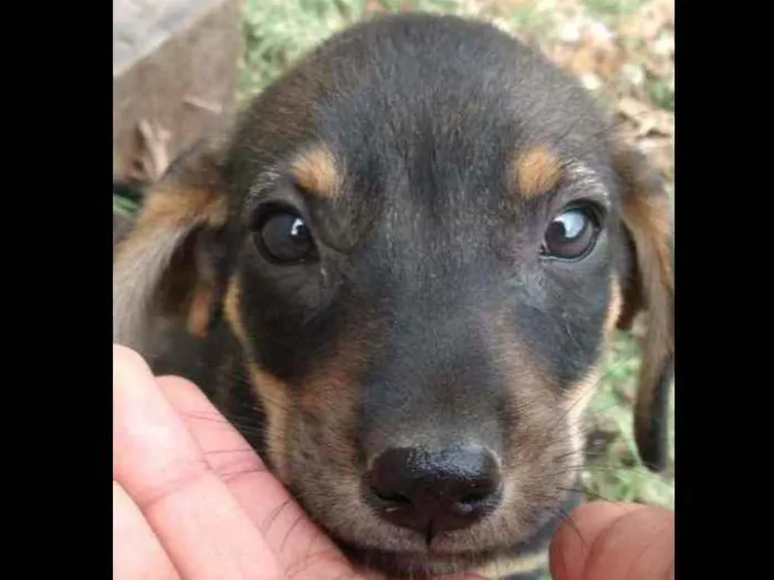 Cachorro raça Mistura  idade 2 a 6 meses nome Filhote