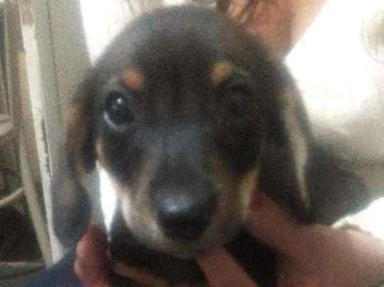 Cachorro raça Mistura  idade 2 a 6 meses nome Filhote