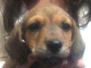 Cachorro raça Mistura  idade 2 a 6 meses nome Filhote