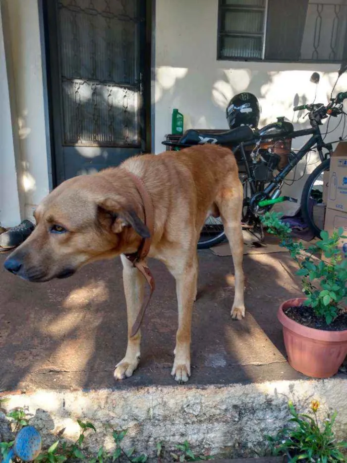 Cachorro ra a Pastor alemão com alkbach idade 2 anos nome Akiles