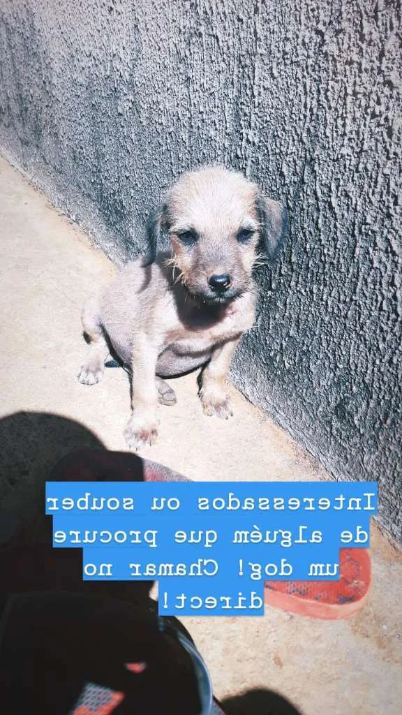 Cachorro ra a salsicha idade 2 a 6 meses nome sem nome