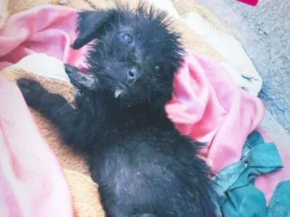Cachorro raça salsicha idade 2 a 6 meses nome sem nome