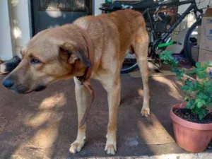 Cachorro raça Pastor alemão com alkbach idade 2 anos nome Akiles