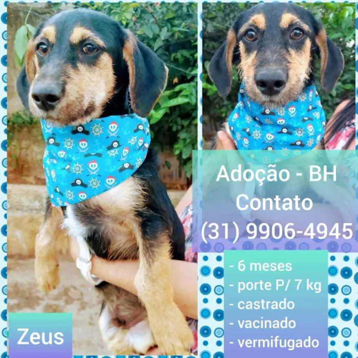 Cachorro raça SRD idade 2 a 6 meses nome Zeus