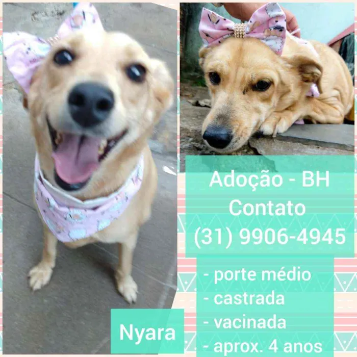 Cachorro raça SRD idade 4 anos nome Nyara