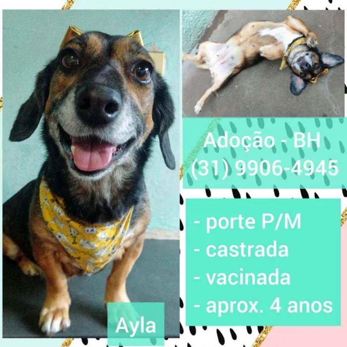 Cachorro raça SRD idade 4 anos nome Ayla