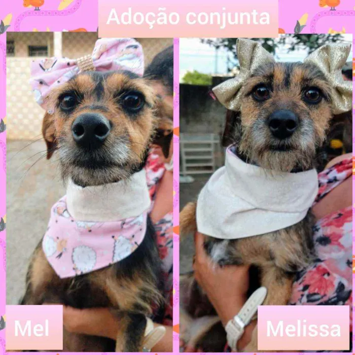 Cachorro raça SRD idade 2 anos nome Mel e Melissa 
