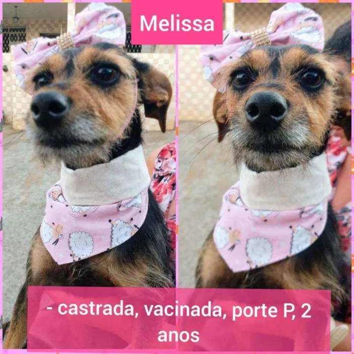 Cachorro raça SRD idade 2 anos nome Mel e Melissa 