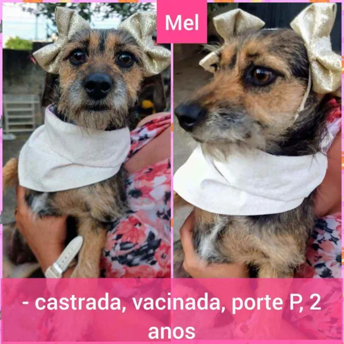 Cachorro raça SRD idade 2 anos nome Mel e Melissa 