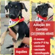 Aquiles