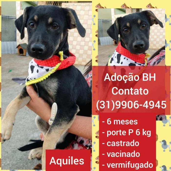 Cachorro raça SRD idade 2 a 6 meses nome Aquiles