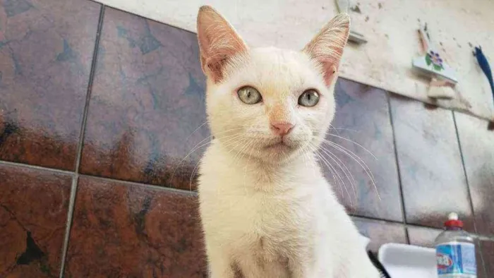 Gato ra a Srd idade 2 a 6 meses nome Elzq