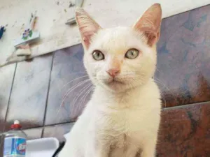 Gato raça Srd idade 2 a 6 meses nome Elzq