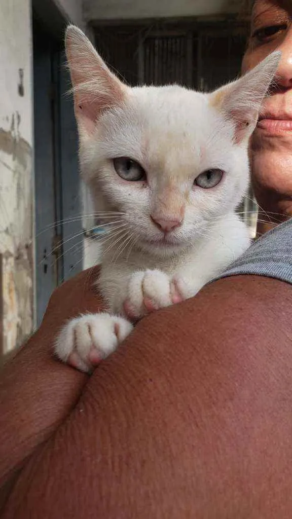 Gato ra a Srd idade 2 a 6 meses nome Elzq