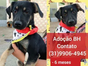 Cachorro raça SRD idade 2 a 6 meses nome Aquiles