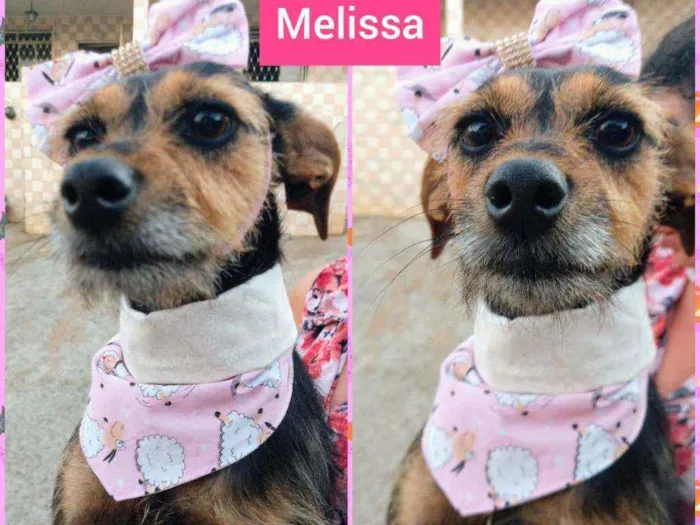 Cachorro raça SRD idade 2 anos nome Mel e Melissa 