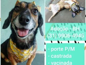Cachorro raça SRD idade 4 anos nome Ayla