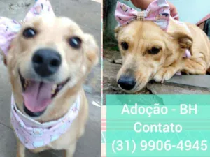 Cachorro raça SRD idade 4 anos nome Nyara